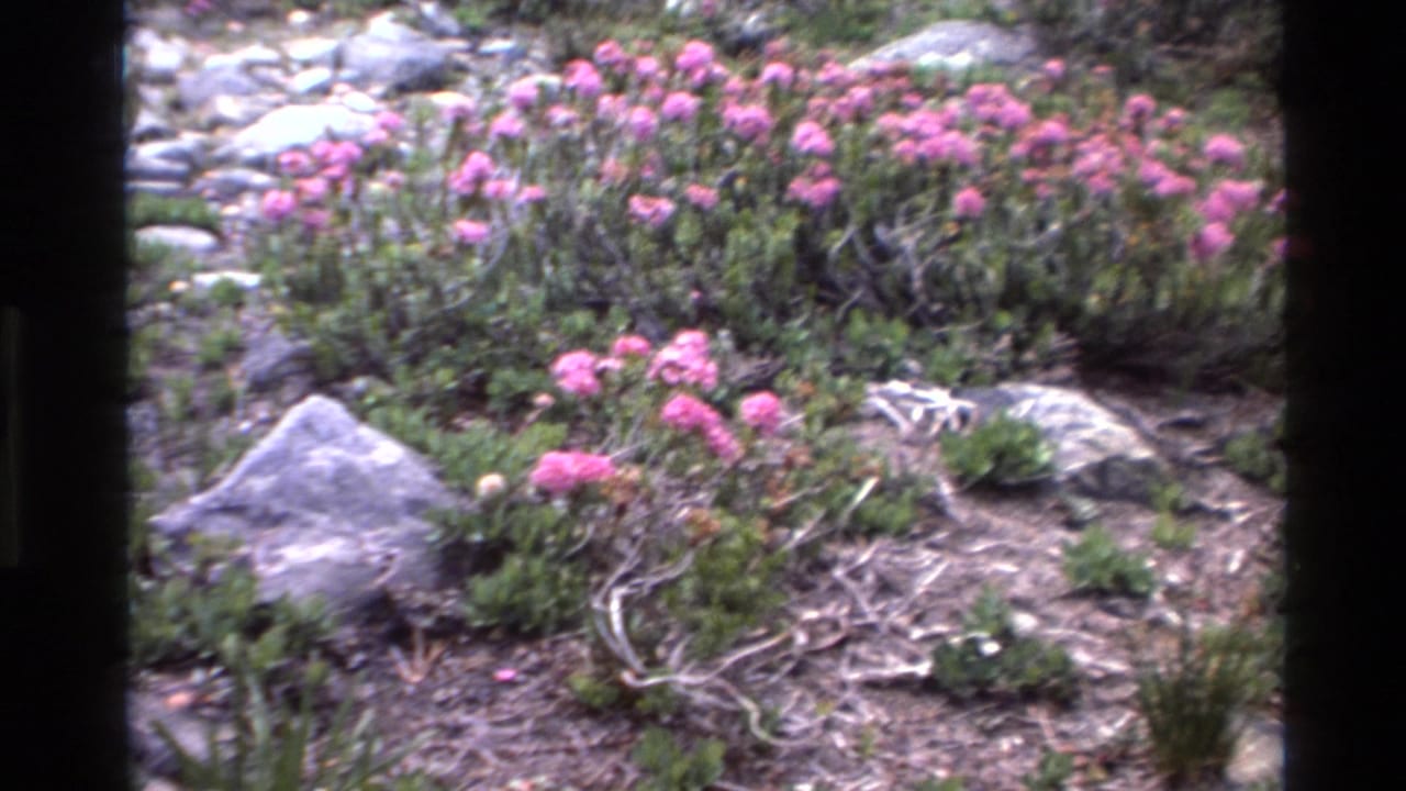 Pink wildflower clusters and low shrubs among gray rocks, slightly shifted handheld angle, 8mm film grain throughout.