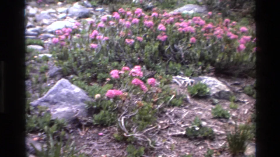 Pink wildflowers and coastal scrub with gray rocks in natural light, circa 1980, Big Sur, California, 8mm home movie.