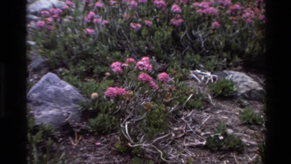 Pink wildflowers and gray rocks amid dry coastal scrub, circa 1980, Big Sur, California, on 8mm film.