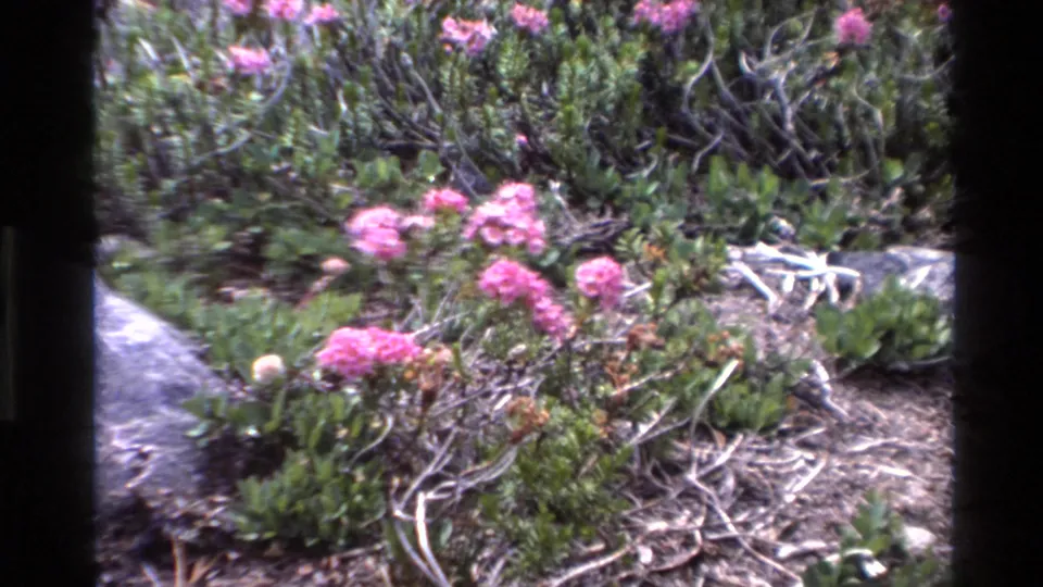 Bright pink wildflowers amid coastal scrub and rocks, circa 1980, Big Sur, California, 8mm home movie footage.