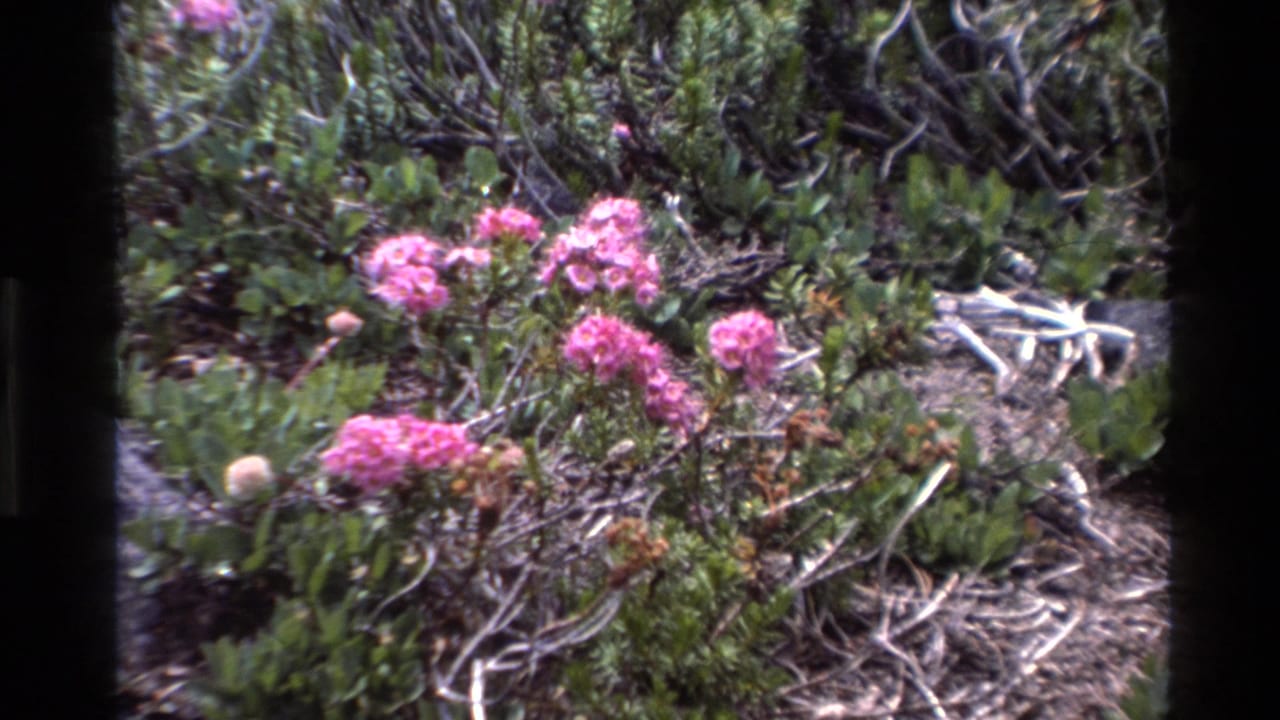 Pink wildflower clusters blooming amid green coastal shrubs and bare branches, filmed on 8mm in Big Sur, California, circa 1980.