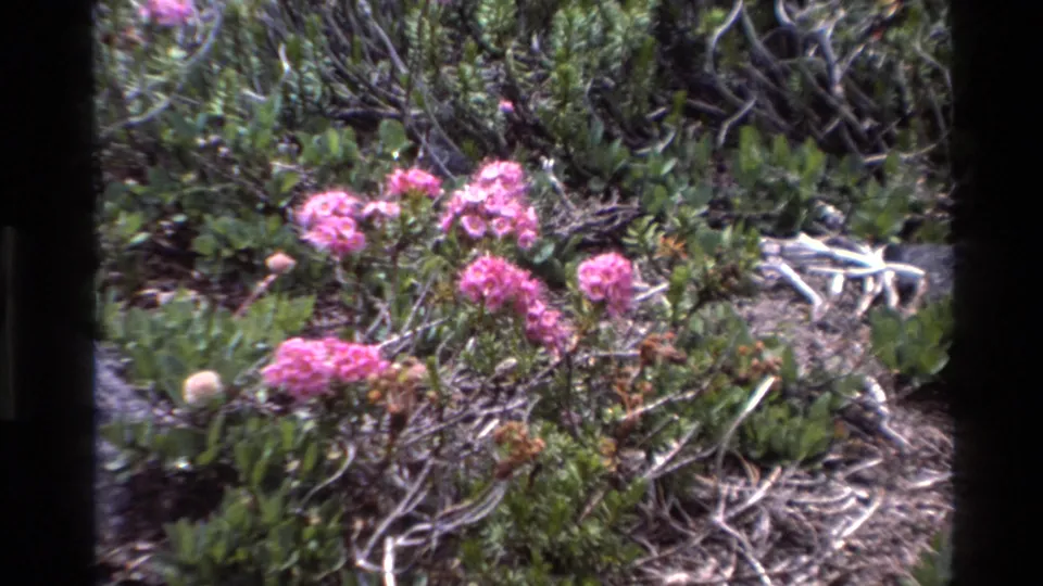 Pink wildflower clusters blooming amid green coastal shrubs and bare branches, filmed on 8mm in Big Sur, California, circa 1980.
