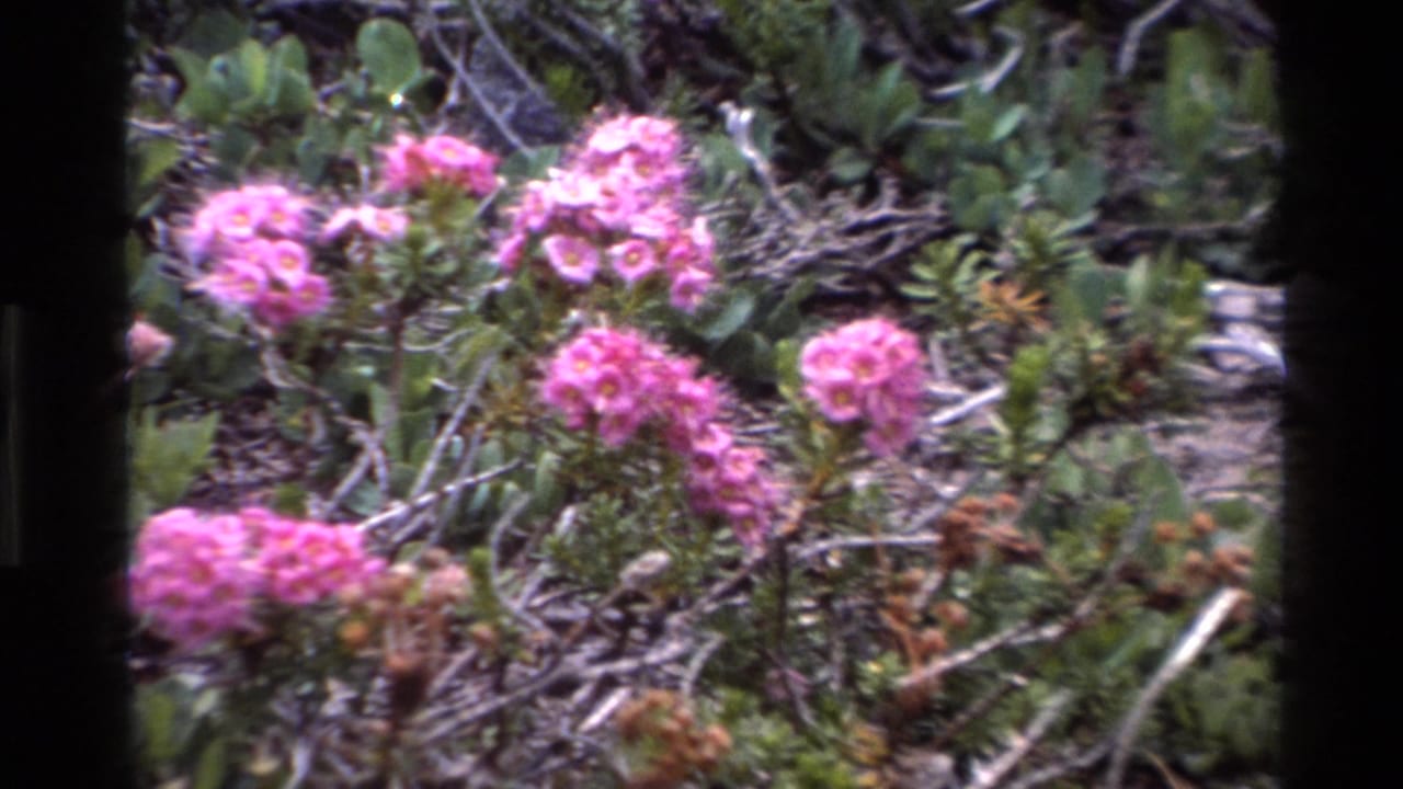 Tight framing of rounded pink wildflower clusters against green foliage, 8mm home-movie footage from Big Sur, California, circa 1980.