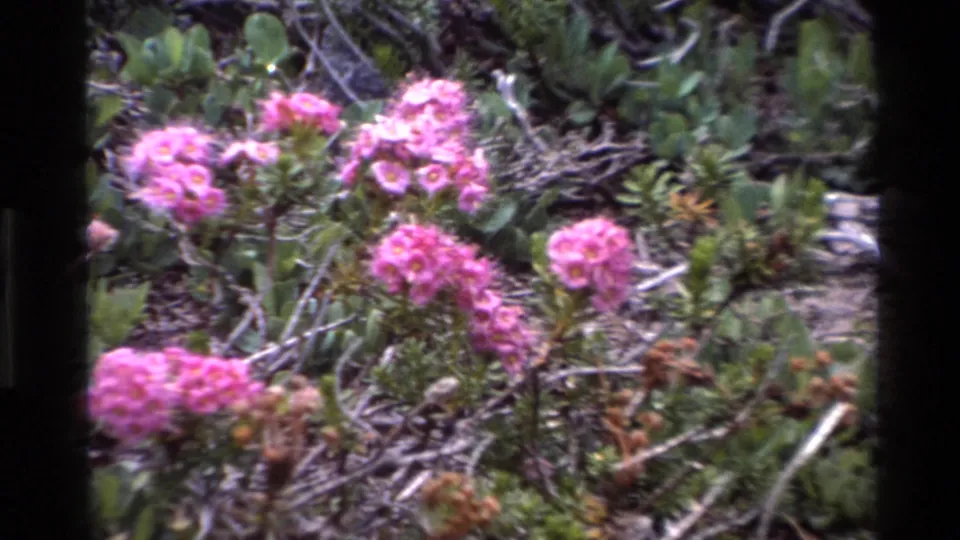 Tight framing of rounded pink wildflower clusters against green foliage, 8mm home-movie footage from Big Sur, California, circa 1980.