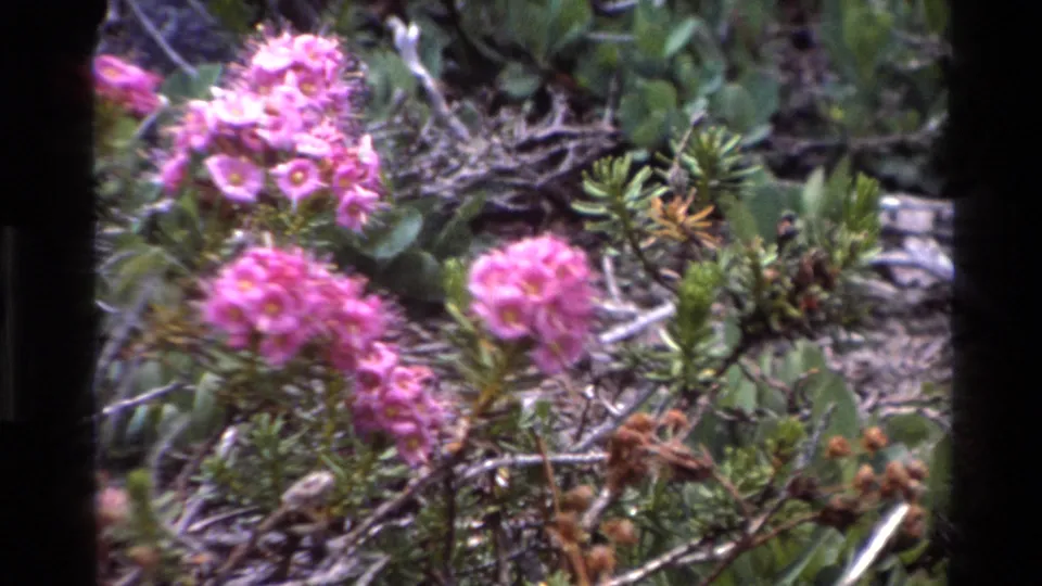 Pink wildflower clusters prominent in foreground over dry twigs and green coastal shrubs, 8mm home-movie, Big Sur, California, circa 1980.