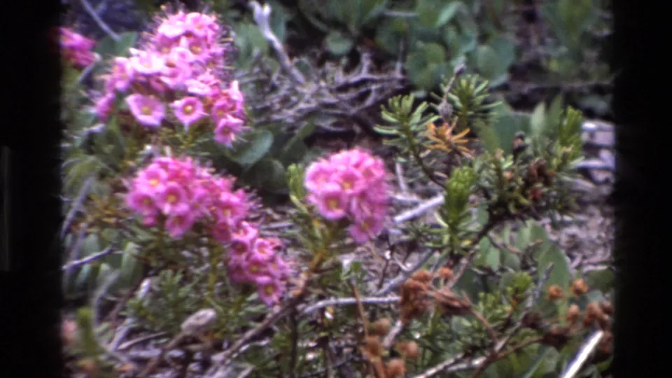 Pink wildflower clusters and green shrubs with slight motion from handheld 8mm camera, Big Sur, California, circa 1980.