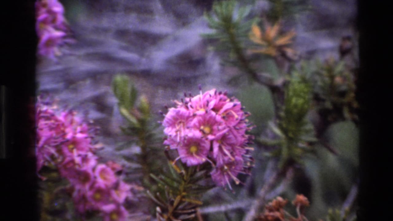 8mm close-up of pink wildflower cluster with yellow centers growing among needle-like shrub foliage, Big Sur, California, c. 1980