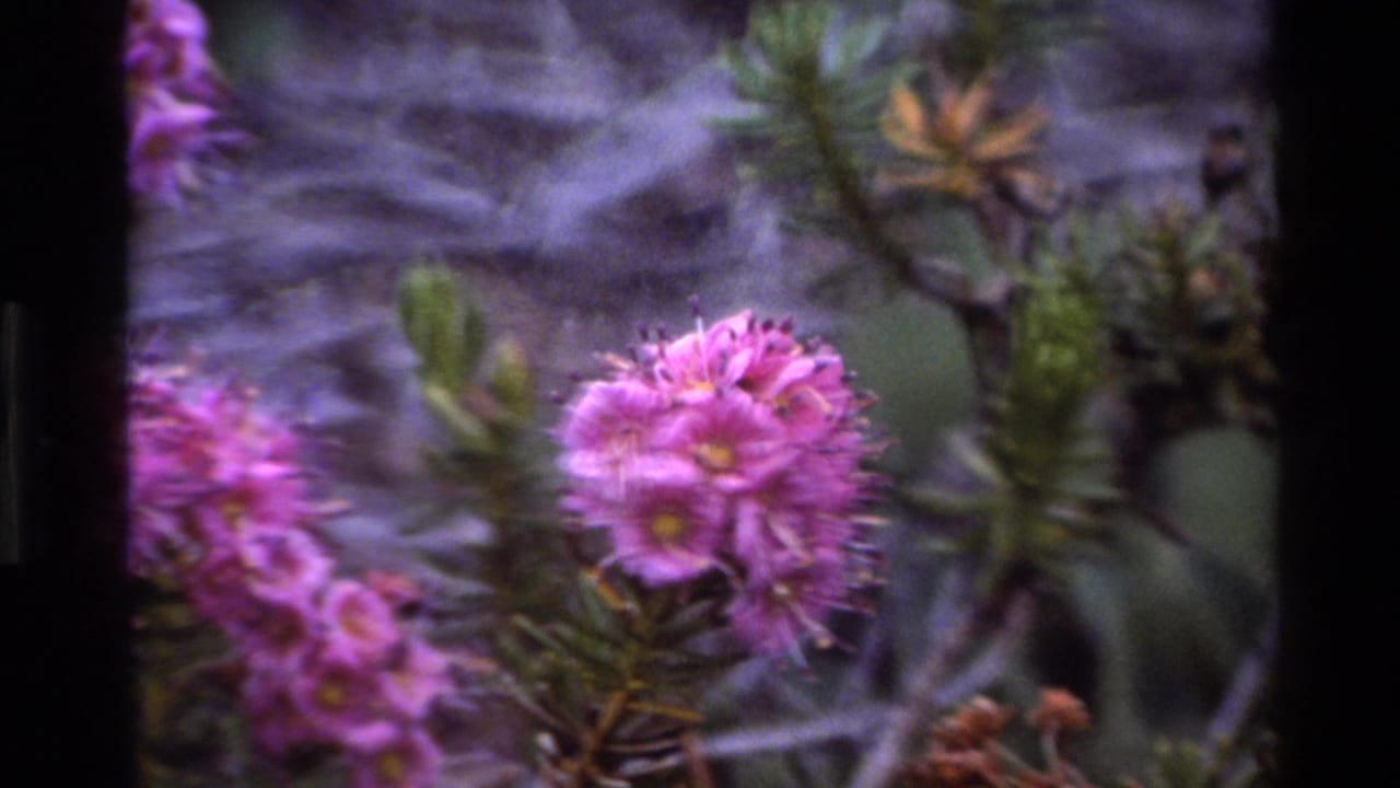 Close-up of pink clustered wildflower with yellow centers and needle-like foliage, with visible 8mm film grain