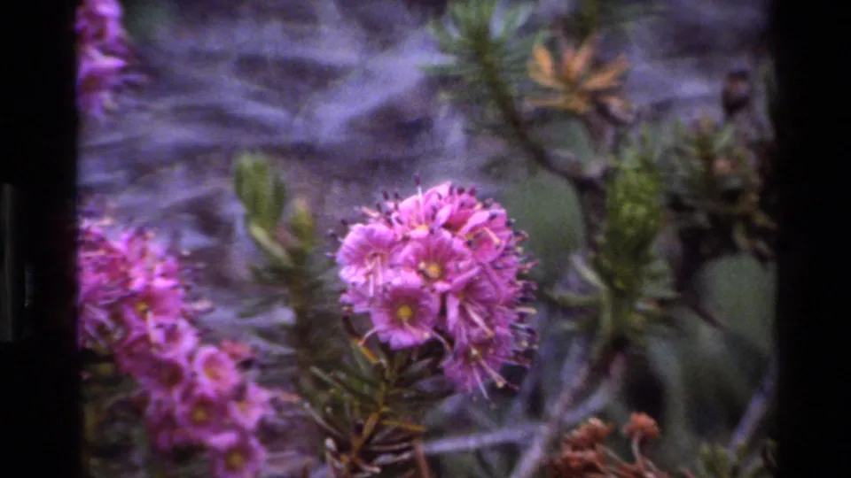 8mm home movie close-up of pink wildflower cluster with needle-like foliage, Big Sur, California, c. 1980
