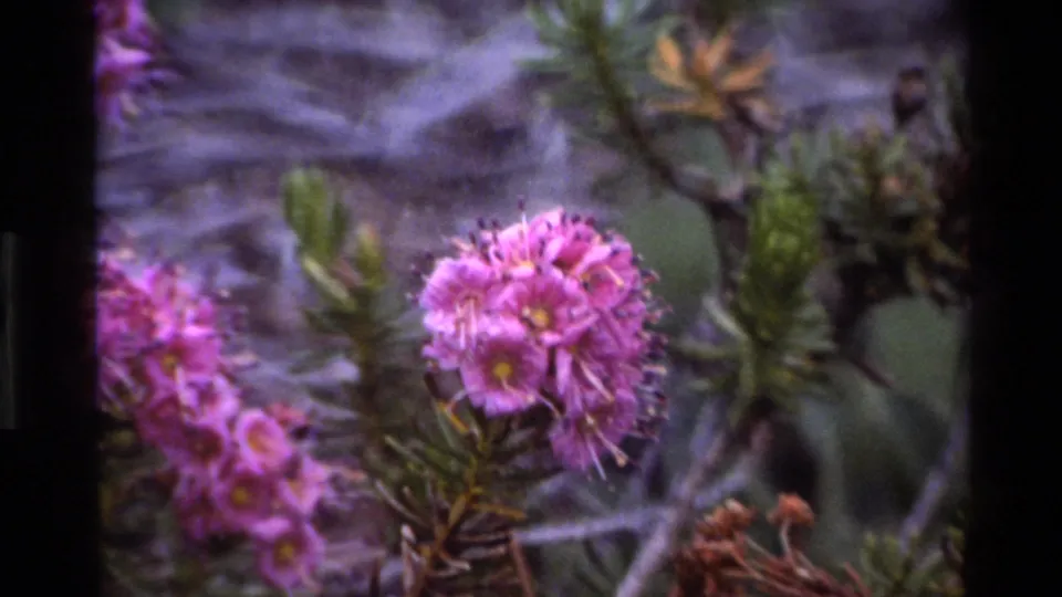 8mm archival close-up of pink wildflower bloom cluster amid needle-like shrub foliage, Big Sur, California, c. 1980