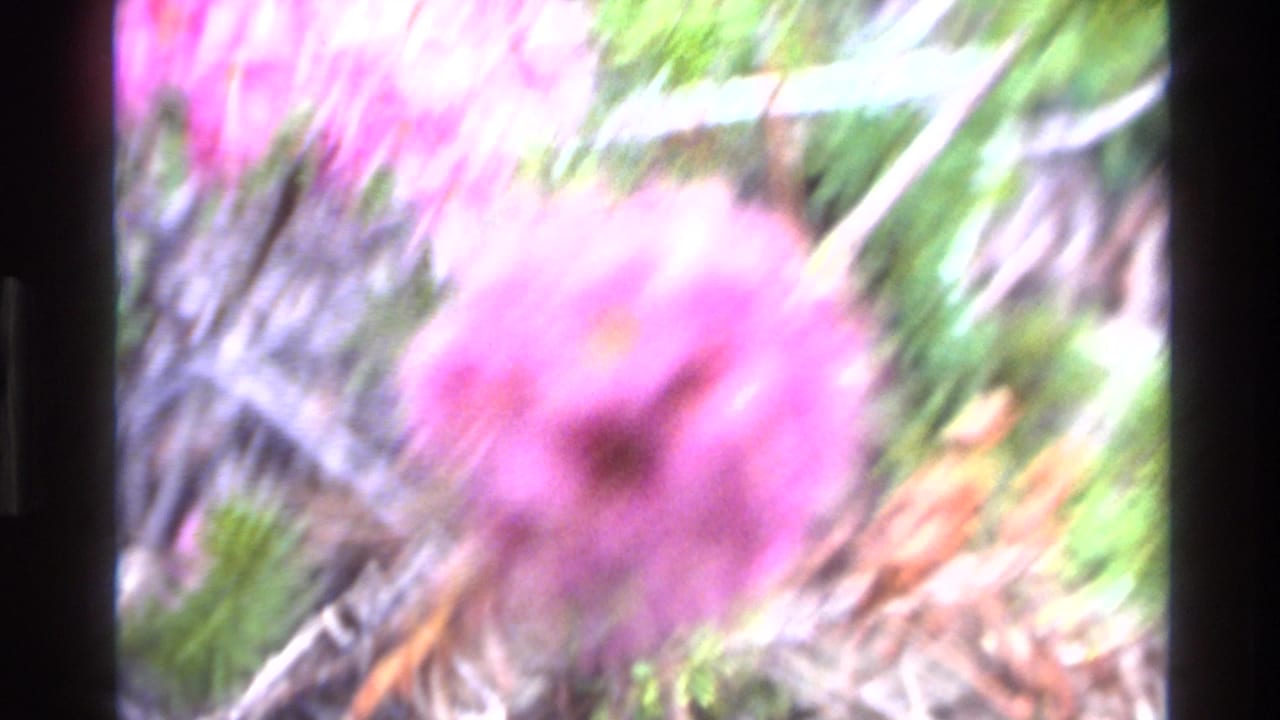 Soft-focus close-up of pink-purple wildflower cluster amid conifer needles and dry branches; 8mm film, likely Big Sur, California, 1980.