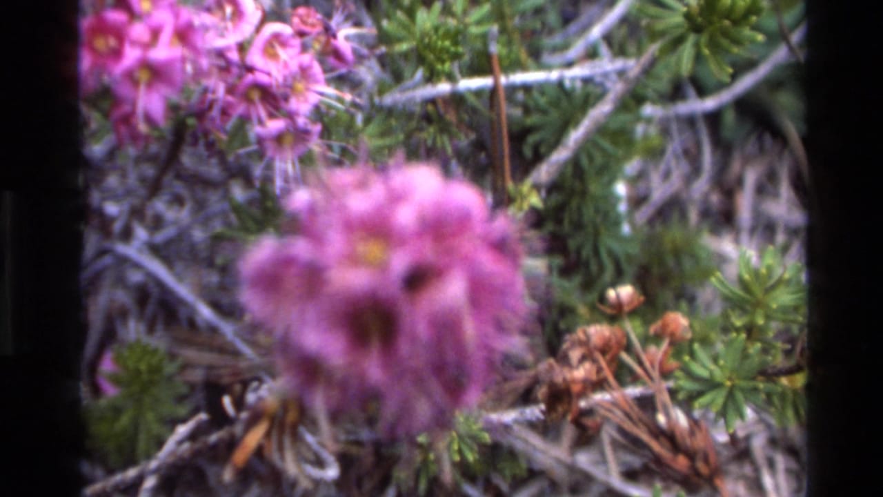 Two pink-purple wildflower clusters among green needle foliage and tangled dry grey branches, 8mm film.