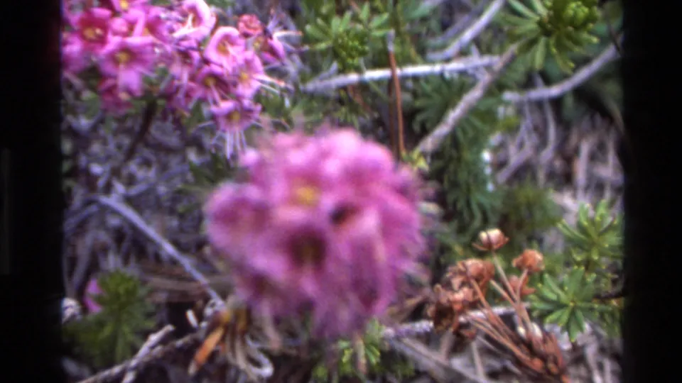 Steady close-up of pink-purple wildflower cluster amid needle foliage and grey branches; dried pods visible lower right; 8mm film, Big Sur, California, circa 1980.