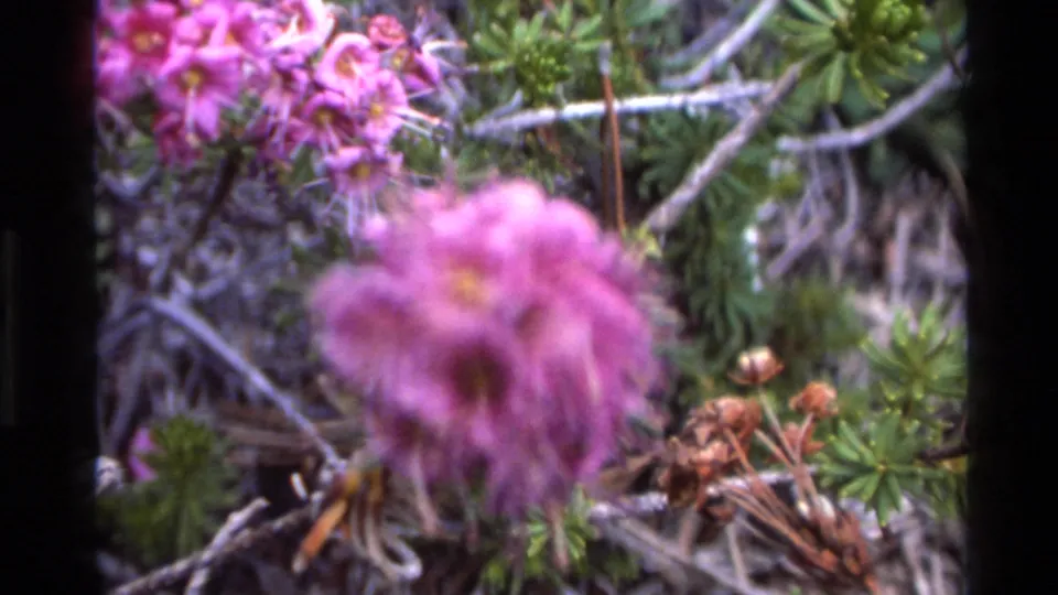 Close-up of pink-purple wildflower cluster with conifer needle foliage and dry grey branches; dried buds in corner; 8mm film, Big Sur, California, circa 1980.