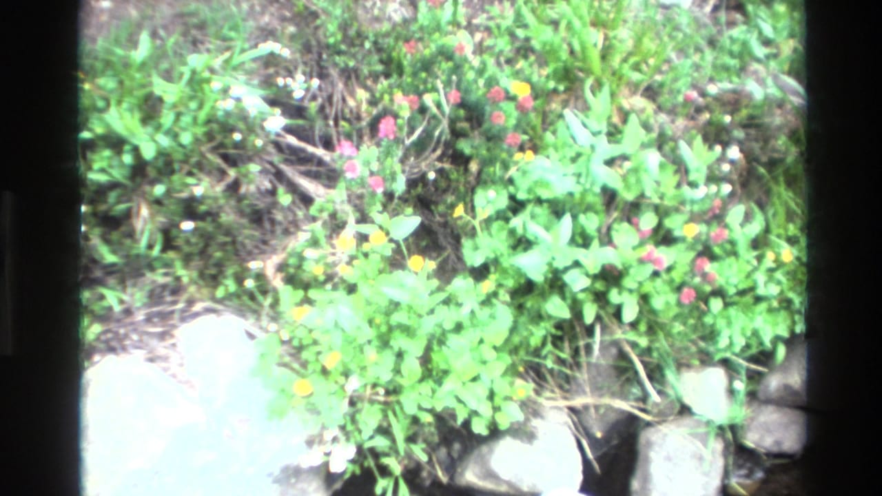 8mm home movie close-up of pink and orange wildflowers growing above rounded river stones, Big Sur area, California, circa 1980.