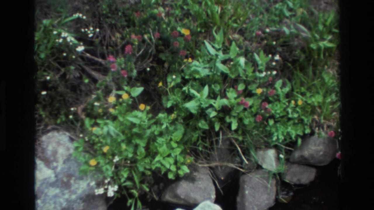Pink and yellow wildflowers in dense green vegetation above rounded river stones.