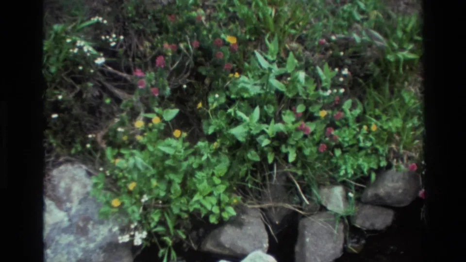8mm footage of pink and yellow wildflowers amid green foliage above rounded stones along a stream bank, Big Sur area, California, circa 1980.