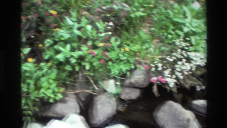 8mm pan reveals pink and orange wildflowers above a rocky stream bank lined with rounded stones, Big Sur area, California, circa 1980.