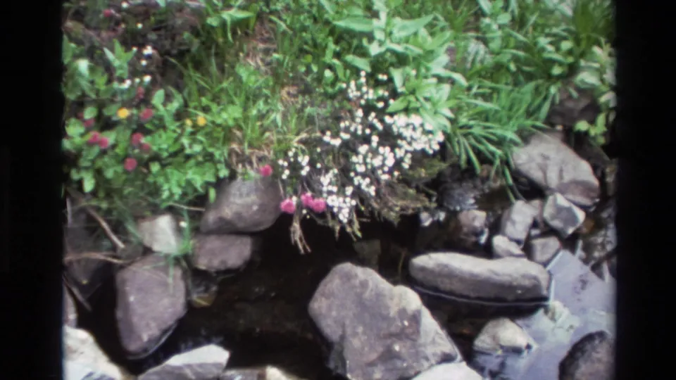 8mm home movie showing a cluster of white and pink wildflowers among rounded river stones on a stream bank, Big Sur area, California, circa 1980.