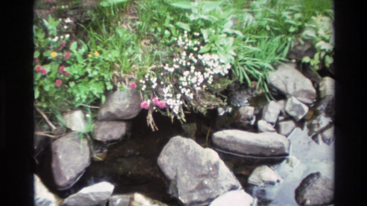 8mm home movie frame from Big Sur, California, circa 1980, showing white wildflower clusters and pink blooms along a rocky streambed with lush green grass.