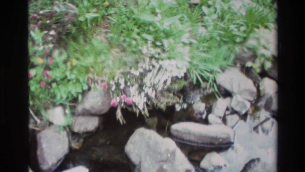 Rocky stream bank with white wildflower clusters and pink blooms, camera angle slightly shifted, 8mm film grain visible.