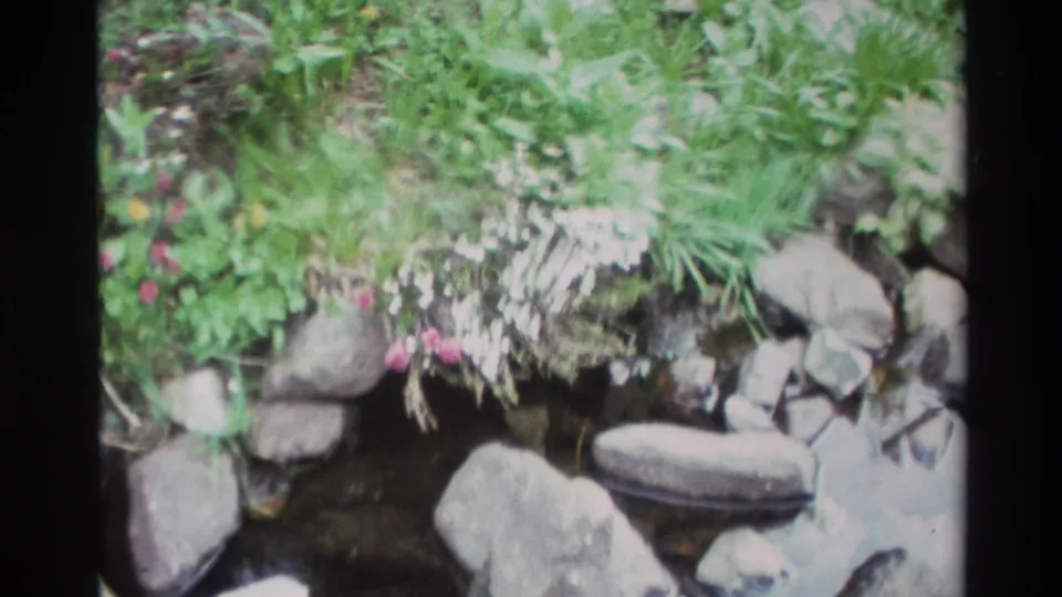 8mm home movie frame, Big Sur, California, circa 1980; white flower clusters and pink blooms on a rocky bank, camera framing shifted slightly from opening frame.