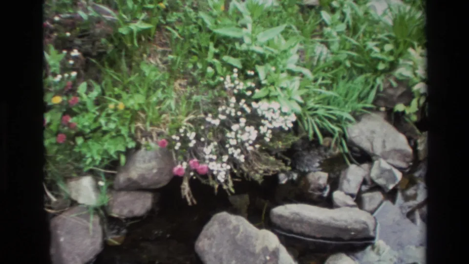 8mm home movie frame, Big Sur, California, circa 1980; rocky streambed with white and pink wildflowers, green grass above, dark water pooled among smooth boulders.