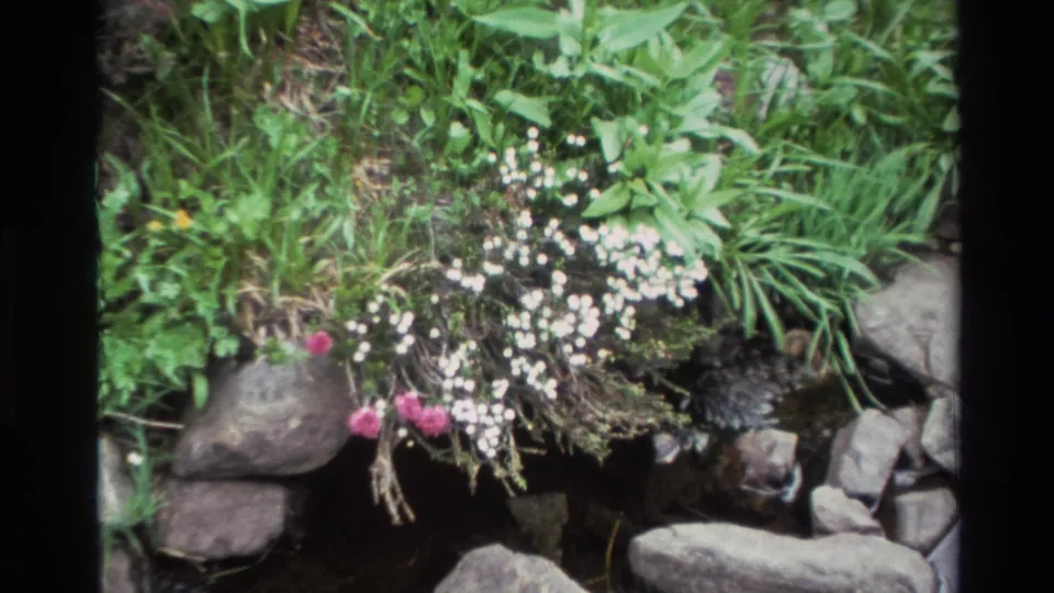 8mm home movie frame, Big Sur, California, circa 1980; closing view of a tranquil streamside scene with white and pink wildflowers clustered among smooth gray boulders.