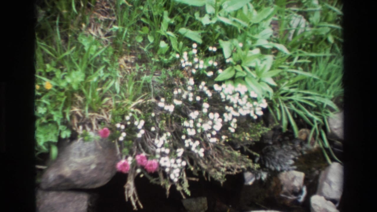 Small white wildflower clusters and pink blooms along a rocky stream bank, likely Big Sur, California, circa 1980, 8mm film.