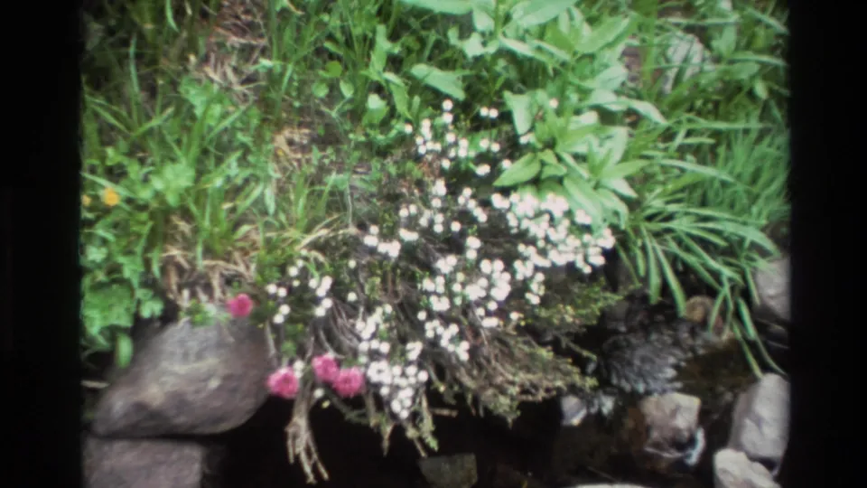 Small white wildflower clusters and pink blooms along a rocky stream bank, likely Big Sur, California, circa 1980, 8mm film.