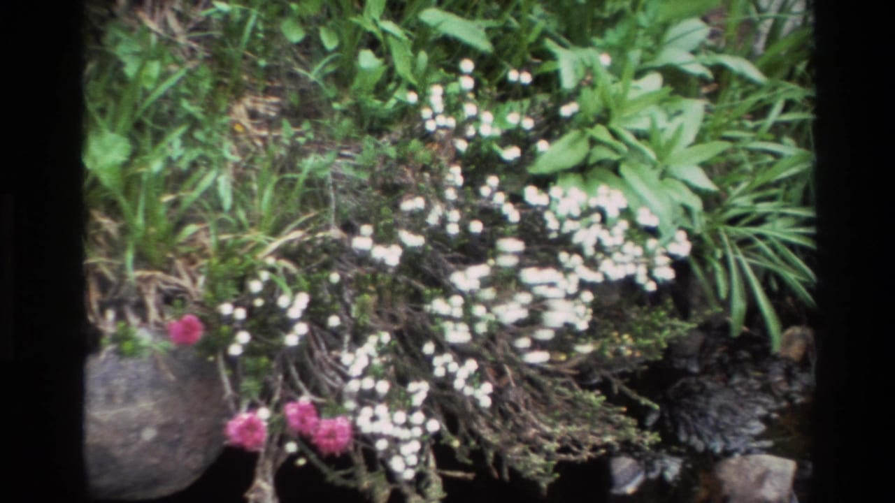 Dense cluster of small white blossoms and pink flowers adjacent to a large dark rounded stone, green foliage behind.