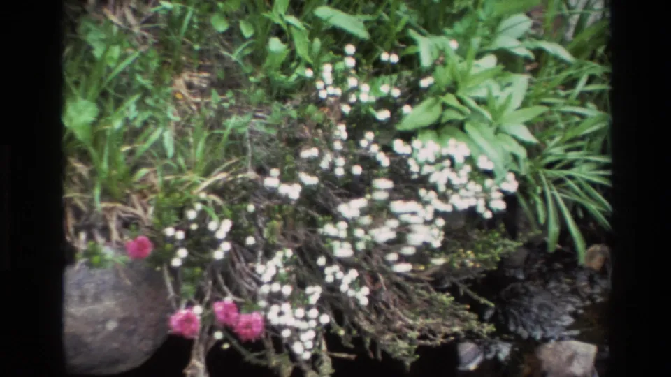 Close view of a dense white wildflower mass and pink blooms beside dark mossy rocks at a stream bank, Big Sur area, California, circa 1980, 8mm film.