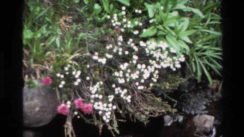 Steady close-up of white wildflower clusters and pink blooms at a rocky streamside, Big Sur, California, circa 1980, shot on 8mm film.