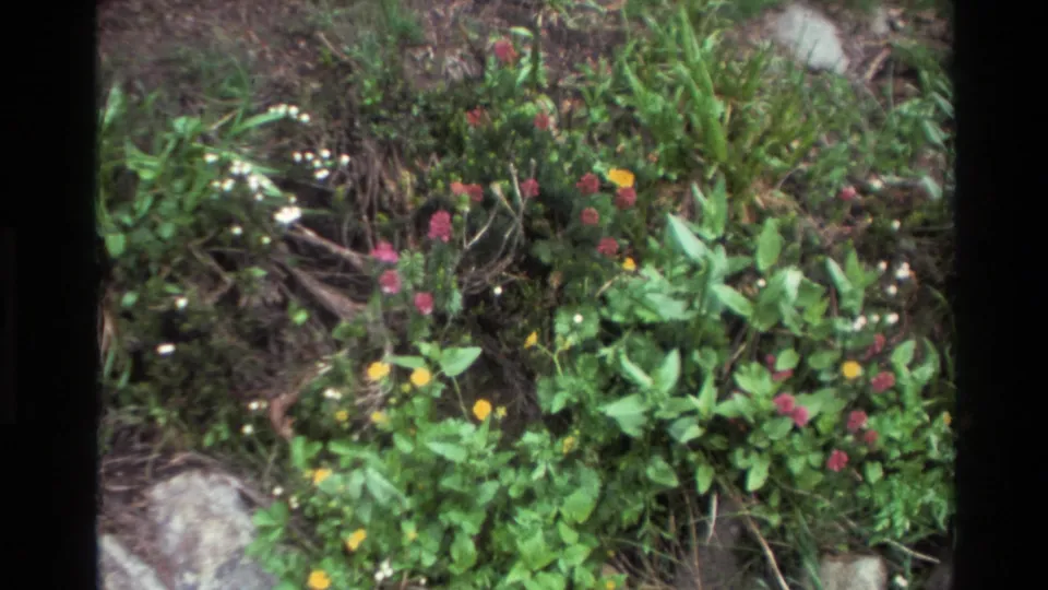 Broader framing reveals pink, yellow, and white wildflowers in dense green vegetation at a stream bank, Big Sur area, California, circa 1980, 8mm film.