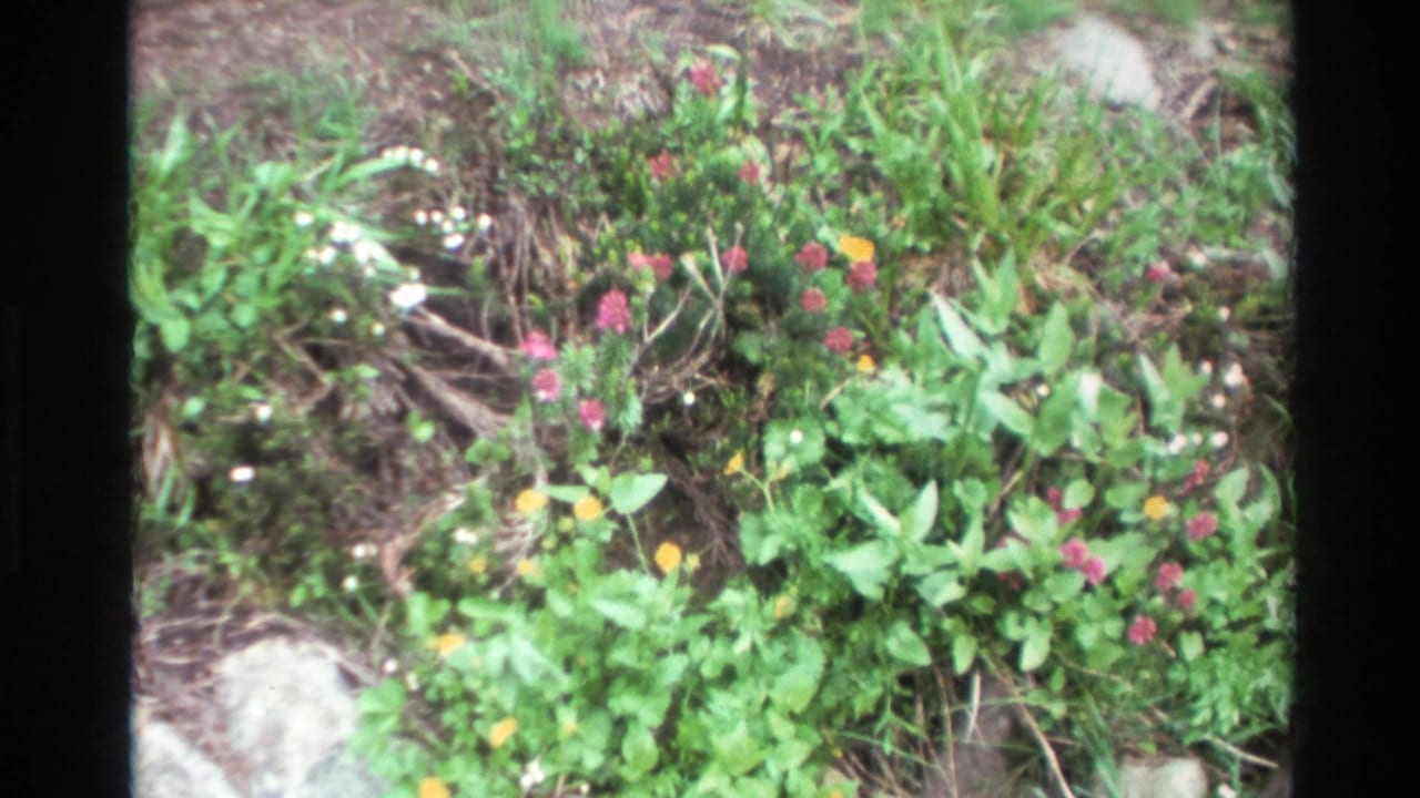 Mixed wildflower patch at ground level with orange, pink, and white blooms among light-colored rocks and green foliage, Big Sur California area, 1980, 8mm home movie.
