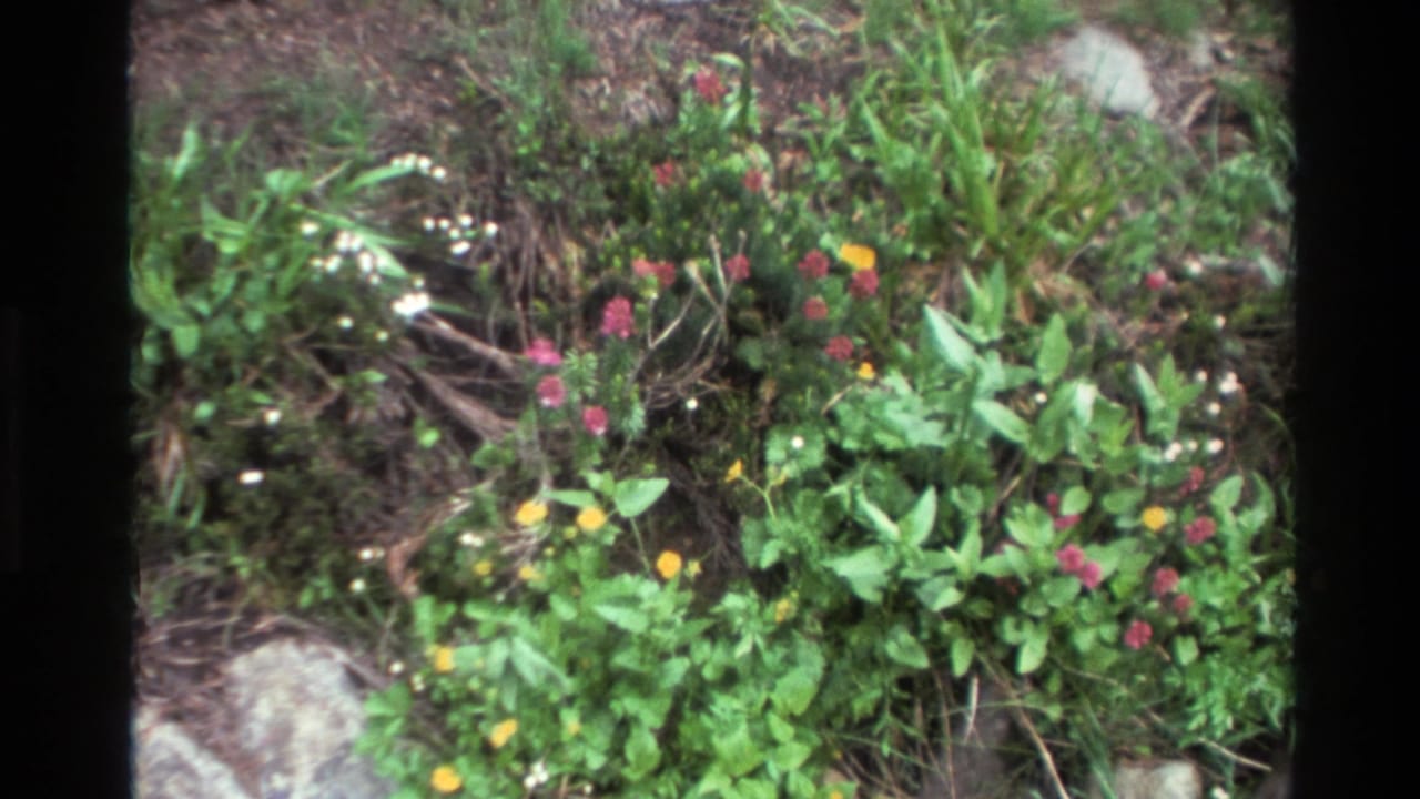 Wide shot of mixed wildflowers with orange, pink, and white blooms among rocks and green foliage, 8mm film.