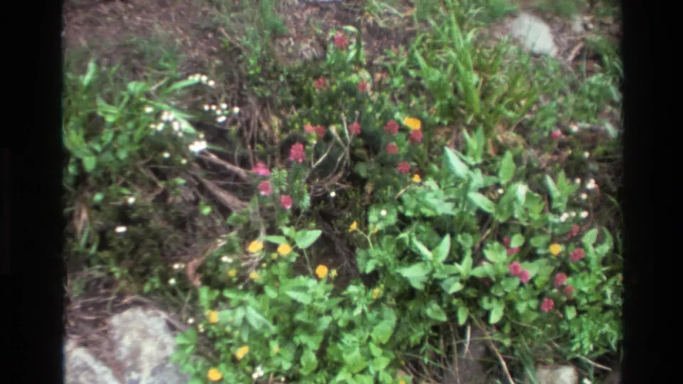 Wildflower patch with orange, pink, and white blooms among rocks and lush green foliage, continued shot, Big Sur California area, 1980, 8mm home movie.