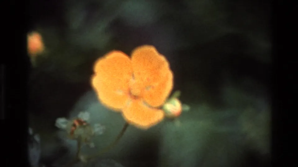 Macro close-up of a large orange wildflower with rounded petals against dark blurred foliage, possibly a California poppy, Big Sur California area, 1980, 8mm home movie.