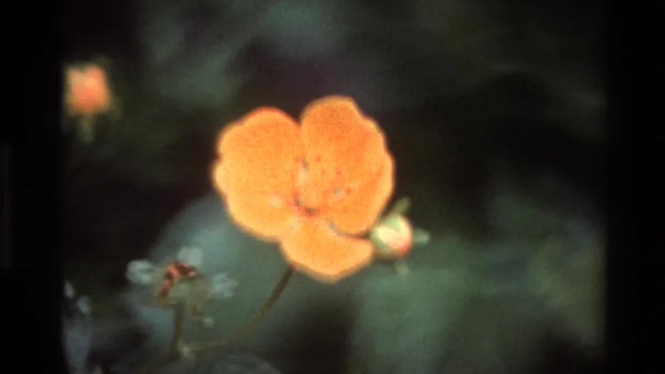 Orange wildflower on stem with secondary bud in close-up against blurred dark background, Big Sur California area, 1980, 8mm home movie.