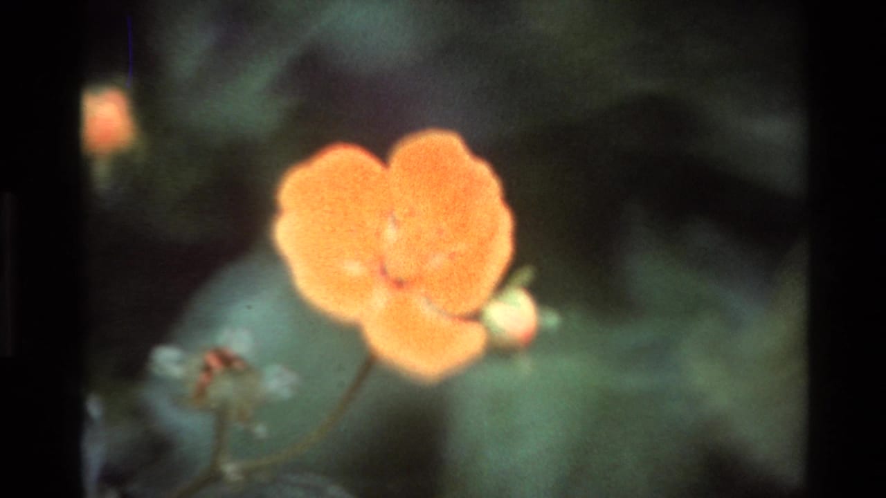 Macro close-up of an orange-petaled wildflower in shallow focus, 8mm home movie footage labeled California, circa 1980