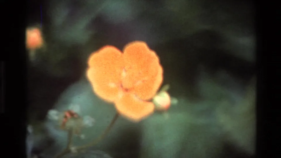 Macro close-up of an orange-petaled wildflower in shallow focus, 8mm home movie footage labeled California, circa 1980