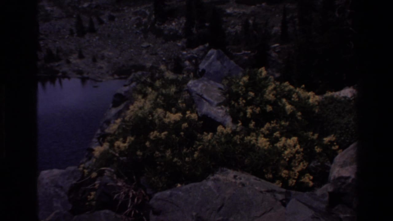 Close shot of yellow wildflowers on a rocky shore beside a quiet alpine pond, from 1980s 8mm home movie footage attributed to Big Sur, California.