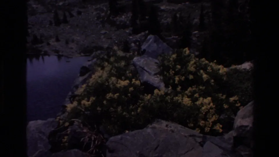 Close shot of yellow wildflowers on a rocky shore beside a quiet alpine pond, from 1980s 8mm home movie footage attributed to Big Sur, California.
