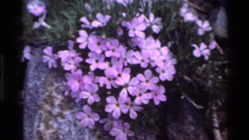 1980s Super 8 close-up of pink alpine wildflowers on granite rock, attributed to a California backcountry setting, ca. 1980.