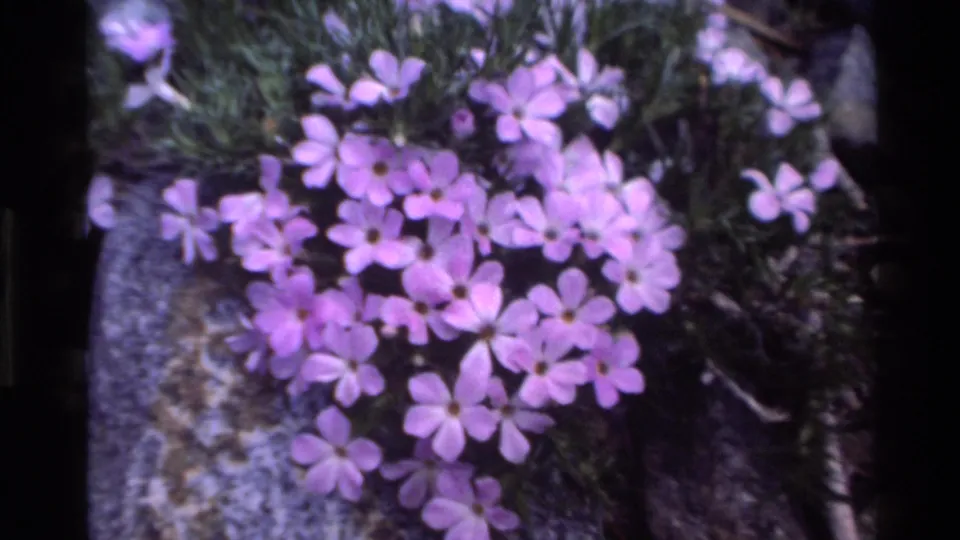 1980s Super 8 close-up of pink wildflowers against granite, consistent with California alpine flora, ca. 1980.