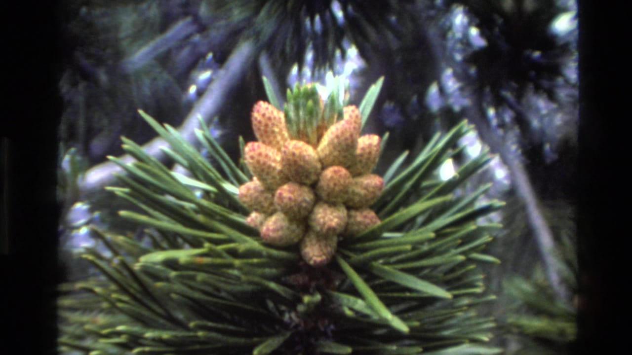 Close-up of young golden-yellow pine cones on a pine branch, circa 1980 Big Sur, California, shot on 8mm film.