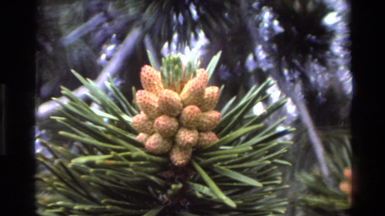 Close-up of young pine cones on pine needles, nearly identical composition to preceding frame.