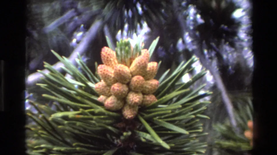 Young clustered pine cones on a pine branch, 8mm film circa 1980, Big Sur California.