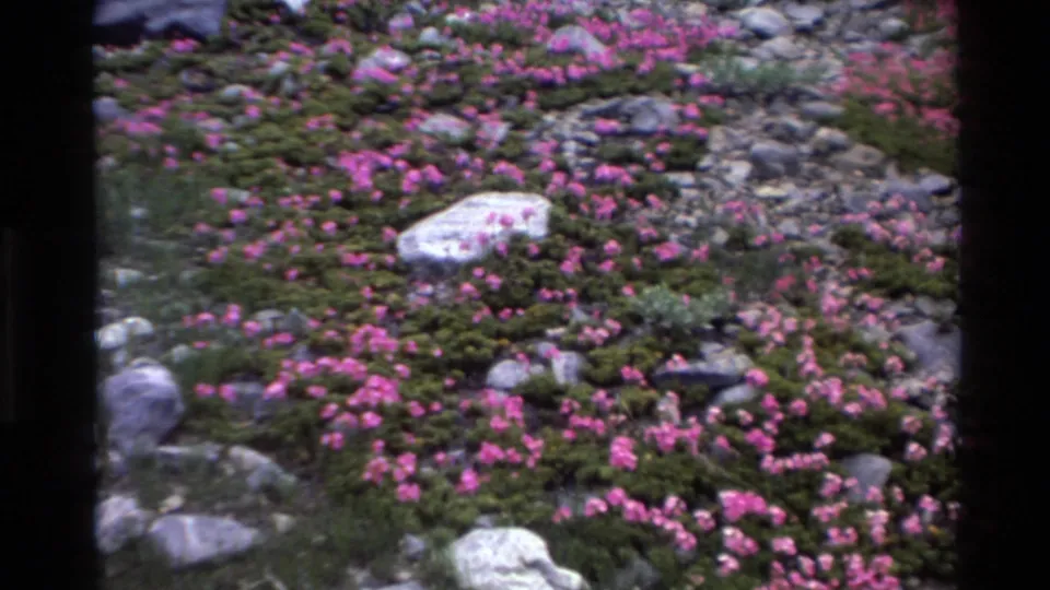 Carpet of small pink wildflowers among scattered gray and white rocks and green foliage, 8mm film circa 1980.