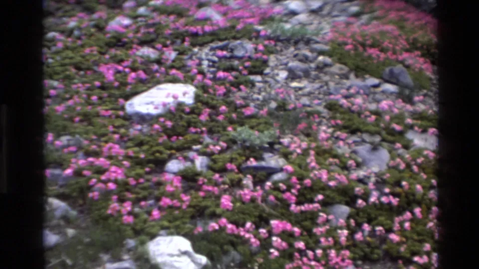Dense carpet of pink wildflowers amid scattered rocks and green moss, 8mm home movie circa 1980.
